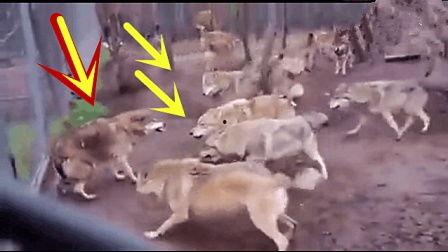 狼视频,揭秘狼族生存智慧与神秘生活