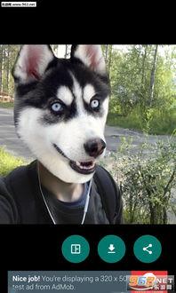 狗头视频,萌宠表情包的欢乐盛宴